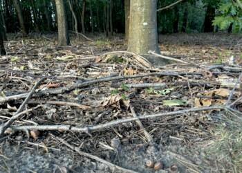 Zagrożenie pożarowe w lasach regionu. Sprawdź dane 2 EAttachments818834484f8bdf023dbbfdbe5c620d1a6b6d384