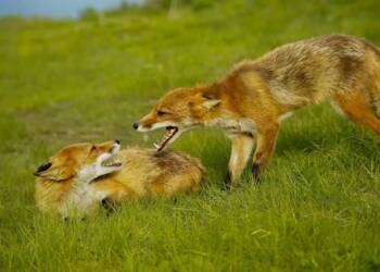 EAttachments9056878b960fbf744c6c5eeea7d06f99539208c xl 1024x686 1