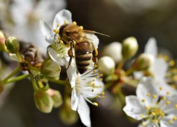 EAttachments935118678a6cb6c60042f0faba7eef48ad5319a xl