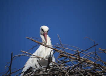 EAttachments94068452956ca0058028edff67ddcd8de1b4335 xl