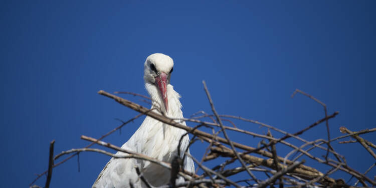 04.04.2026 Trele morele - bocian biały chce żyć blisko człowieka? 1 EAttachments94068452956ca0058028edff67ddcd8de1b4335 xl