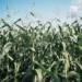 02.04.2026 Agrobiznes - sposoby na zwalczanie szkodników kukurydzy 11 EAttachments942761865e5473af06b530c32bc3829342b77ac xl