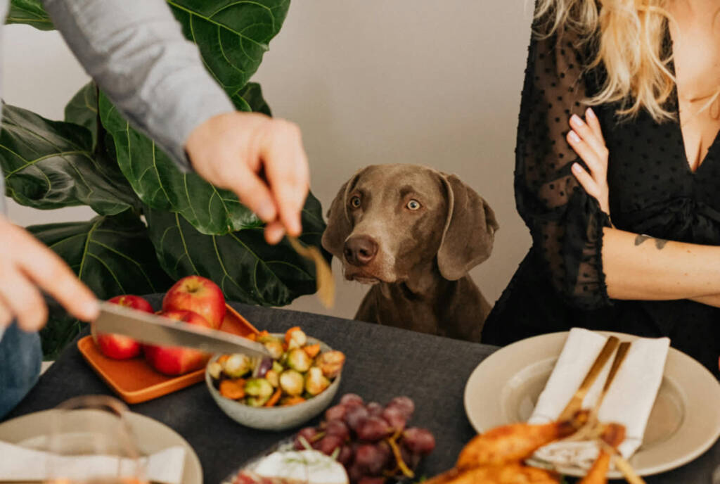 02.04.2026 Chwila dla pupila - co zrobić jeśli pies skacze na gości? 1 EAttachments9428434a401b67d02e168028ac122924b595445 xl