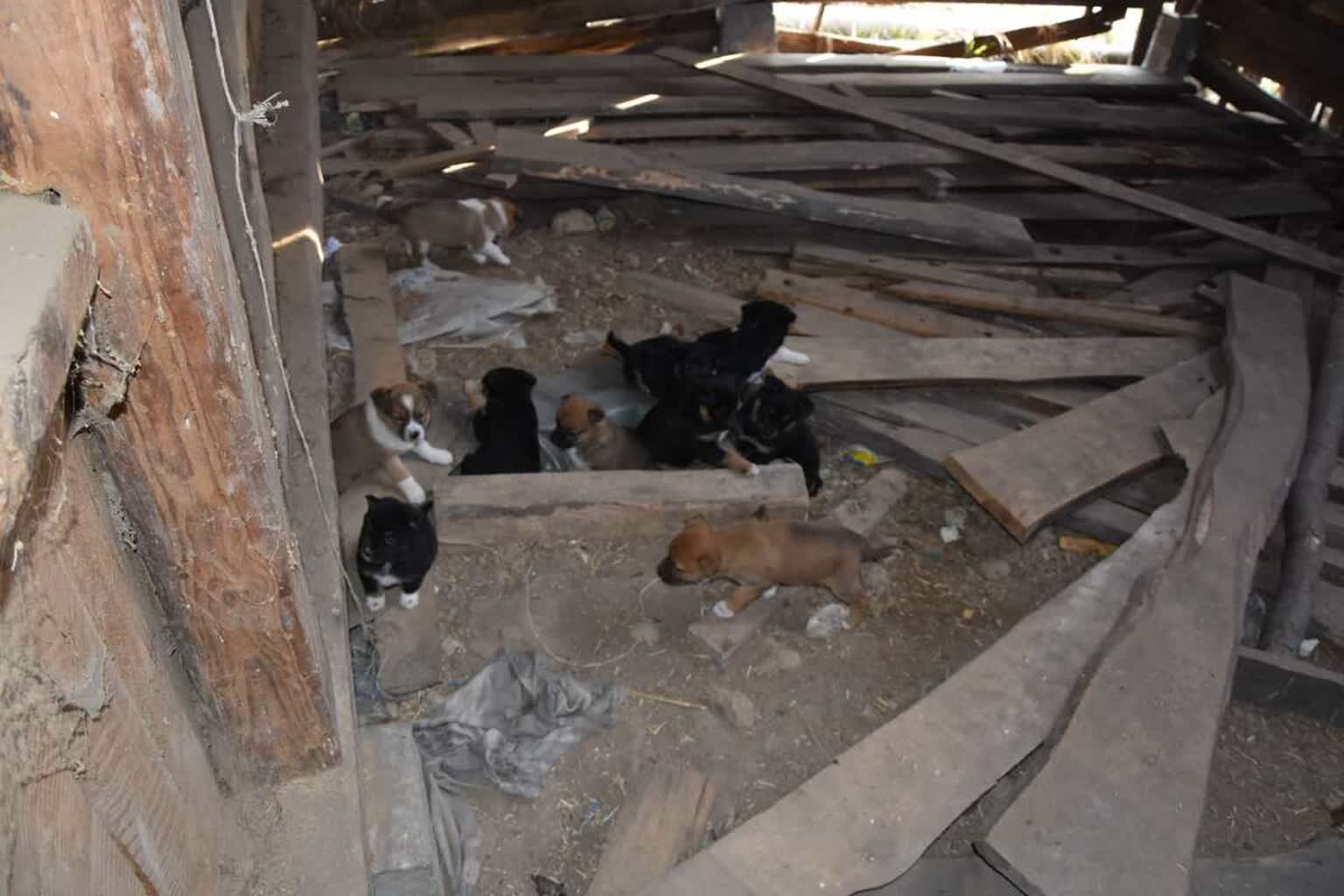 Odebrano mu 18 psów! 59-latek odpowie za znęcanie się za zwierzętami i nie tylko! 2 353-288010_g.jpg