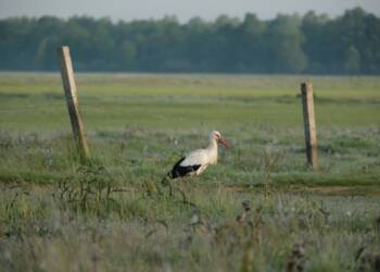 04.04.2026 Leśne wędrowanie 2 EAttachments94318814efe55c07af11535fb32d6822c727fad xl