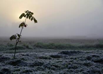 Część regionu w strefie przymrozków. Jest alert 3 EAttachments9433037e6d2f9511ddb176f17560ba8fe1837ea xl
