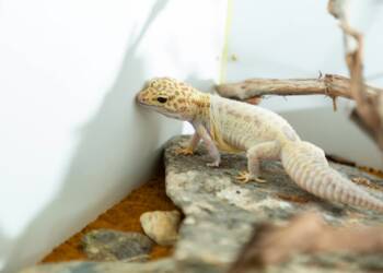 07.04.2026 Chwila dla pupila - o zwierzętach egzotycznych 2 EAttachments9435932bf59179d605c229c2f248d5ea4912280 xl