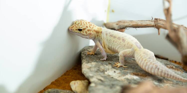 EAttachments9435932bf59179d605c229c2f248d5ea4912280 xl