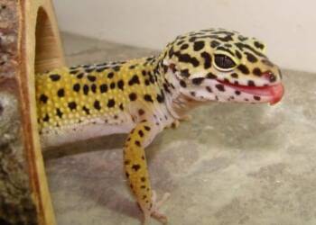 EAttachments9438544f23c502a5d6b464e7428dc43039d5d7c xl