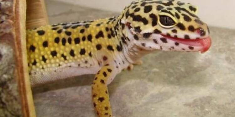 EAttachments9438544f23c502a5d6b464e7428dc43039d5d7c xl