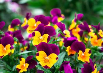 Kolorowa wiosna w Puławach. Tysiące bratków i wyjątkowa instalacja 2 EAttachments94387602c3a0abfb6bddf443bd9f69484aebeca xl