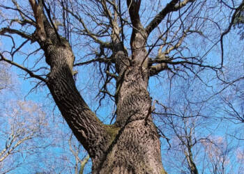 EAttachments9441437d2bc73d71a234d99b28c306a25ac74d1 xl