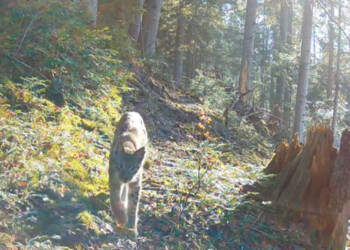 EAttachments944247418e6403b4007ac3796c4297b965019d0 xl 1024x534 1