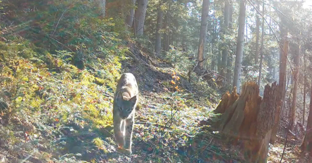 EAttachments944247418e6403b4007ac3796c4297b965019d0 xl