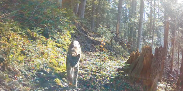 EAttachments944247418e6403b4007ac3796c4297b965019d0 xl