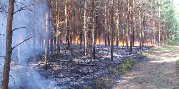 40 zdarzeń w 4 tygodnie. Niebezpieczna seria pożarów w lubelskich lasach 1 EAttachments94433027393d686c4a5c2020e6e8b7a06b80a0c