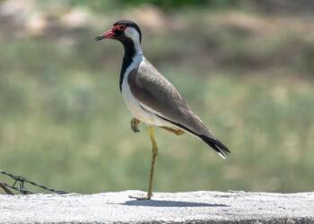 EAttachments9445239fbcc2c890861b19468e936c3458e2824 xl