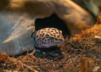 EAttachments944805191b6cf8fb9669168934ac2965505b2bc xl