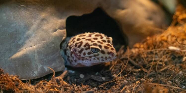 EAttachments944805191b6cf8fb9669168934ac2965505b2bc xl