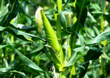 14.04.2026 Agrobiznes - o nielegalnych środkach ochrony roślin 2 EAttachments9449354273813bc6e7b245023e96af6ead8ad98 xl