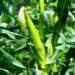 14.04.2026 Agrobiznes - o nielegalnych środkach ochrony roślin 10 EAttachments9449354273813bc6e7b245023e96af6ead8ad98 xl