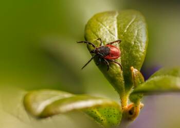 EAttachments94501864c46b421a2c5ea5444ec679774bb7e11 xl