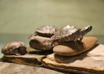 EAttachments9450259c97da4a3dce6a8f2ec3099de33aee82a xl