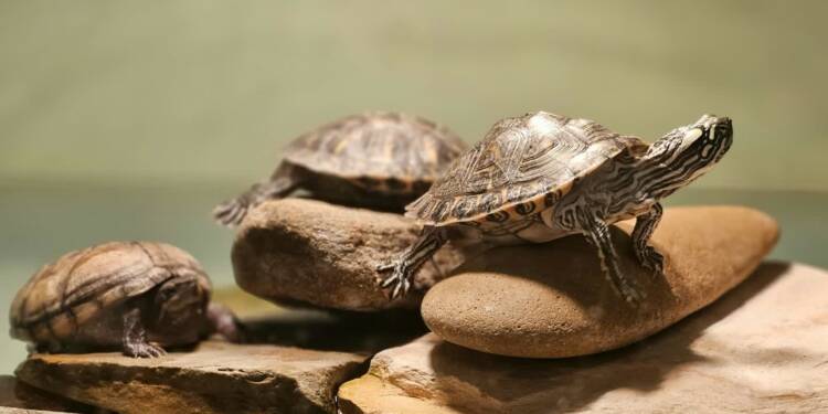 EAttachments9450259c97da4a3dce6a8f2ec3099de33aee82a xl