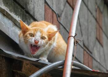 EAttachments94508278c5e2a7eca66c0db871a3022c7f95a8b xl 1024x559 1