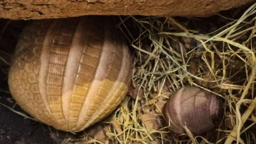 EAttachments9451228e64399e8f679859a007d0ec7c27546c8 xl