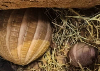 EAttachments9451228e64399e8f679859a007d0ec7c27546c8 xl