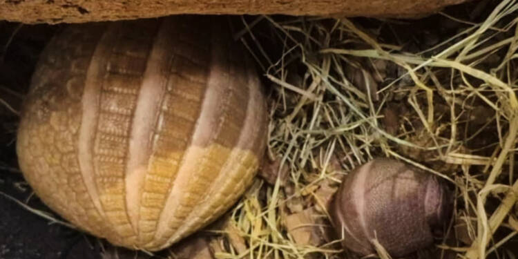 EAttachments9451228e64399e8f679859a007d0ec7c27546c8 xl