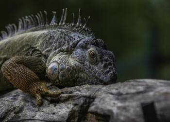 EAttachments9452586637fc035daaa02aeca6ca13c5bf17593 xl