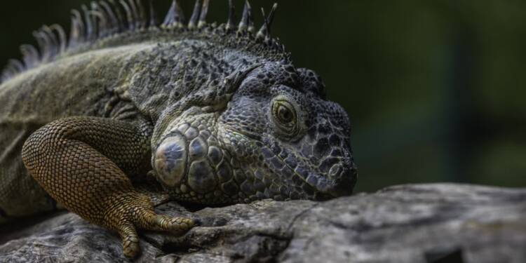 EAttachments9452586637fc035daaa02aeca6ca13c5bf17593 xl