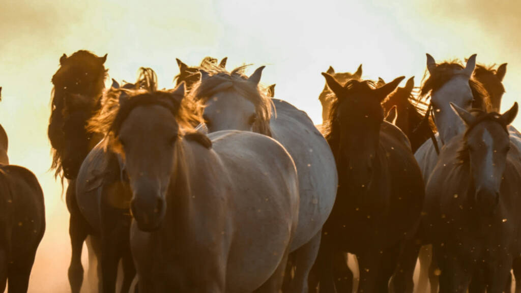 15.04.2026 Iga Movie - Ostatni Mohikanin i Miasto Movie 1 EAttachments945258818bf6e999beb83f442a1c85b2d62b6c8 xl