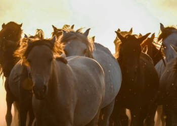 EAttachments945258818bf6e999beb83f442a1c85b2d62b6c8 xl