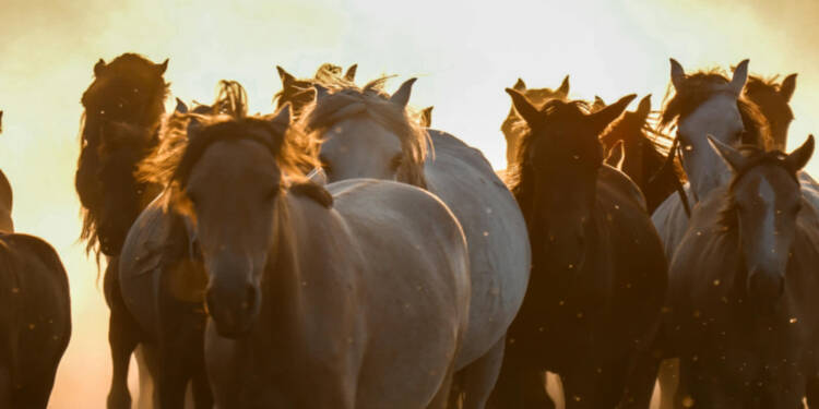 EAttachments945258818bf6e999beb83f442a1c85b2d62b6c8 xl