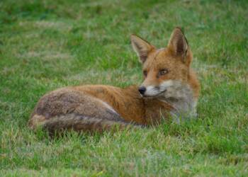 Szczepionki zrzucą z samolotów. Weterynarze ostrzegają 2 EAttachments94536838da685fd59de22c6f3fa082ddd5b1ffd xl
