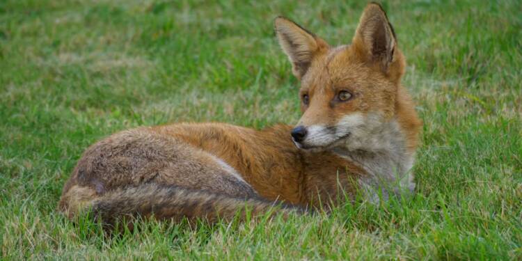 Szczepionki zrzucą z samolotów. Weterynarze ostrzegają 1 EAttachments94536838da685fd59de22c6f3fa082ddd5b1ffd xl