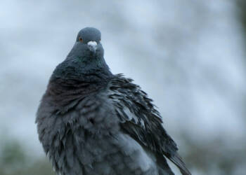 EAttachments94542491e7a566d2ddc4cf436b5ea446e8499a3 xl