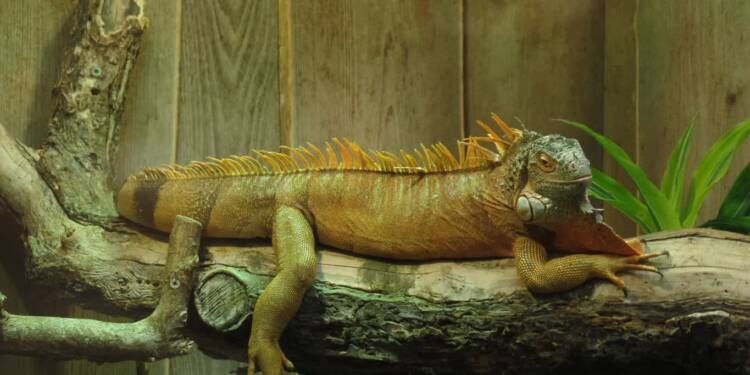 EAttachments945507755380efdfbcf85cdbe76eb2cf73d350c xl