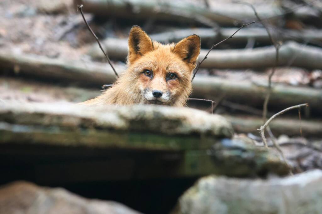 EAttachments94564586f84239d9942d6111452b4b42de8d5a5 xl