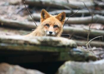 EAttachments94564586f84239d9942d6111452b4b42de8d5a5 xl