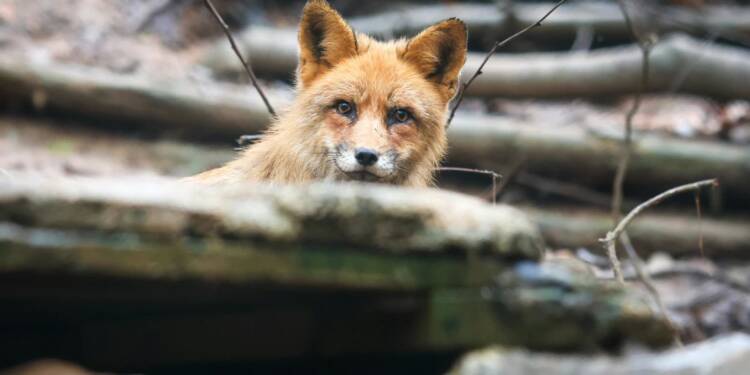 EAttachments94564586f84239d9942d6111452b4b42de8d5a5 xl