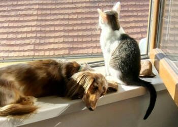 EAttachments9458738c3b3e72f7f5a4b6948aa8078e35b6f5a xl