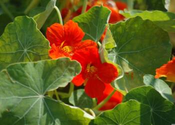 EAttachments94588917f651e3b4e8db9fc776794255f6b1d6d xl