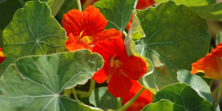 EAttachments94588917f651e3b4e8db9fc776794255f6b1d6d xl