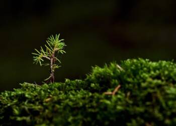 EAttachments9459225c9cc4a20b96bedd38229f5b9cd3e67d8 xl 1024x682 1