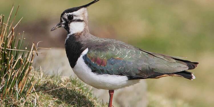 EAttachments94598502fb3141456244996575dbb60c1810c26 xl