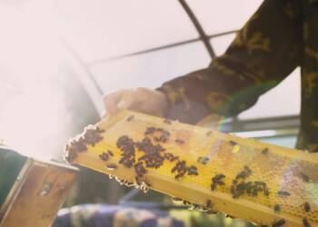 EAttachments9461396a52188cc1f11e6f268b88f425c0f2b36 xl